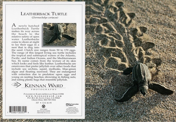 357 Leatherback Turtle