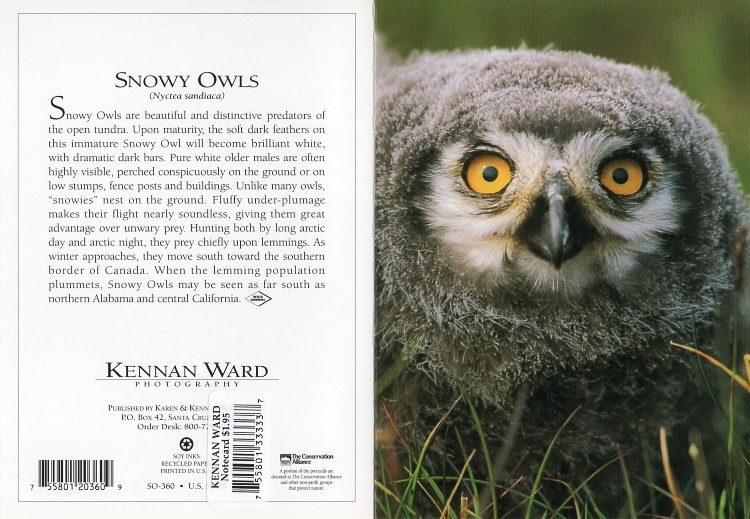 360 Snowy Owl