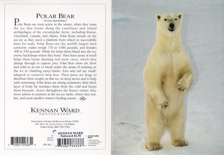 363 Polar Bear Standing