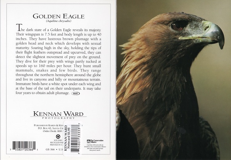 366 Golden Eagle