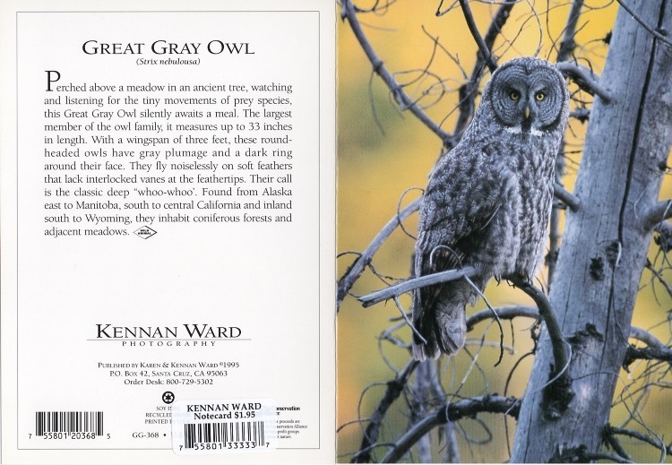 368 Great Gray Owl