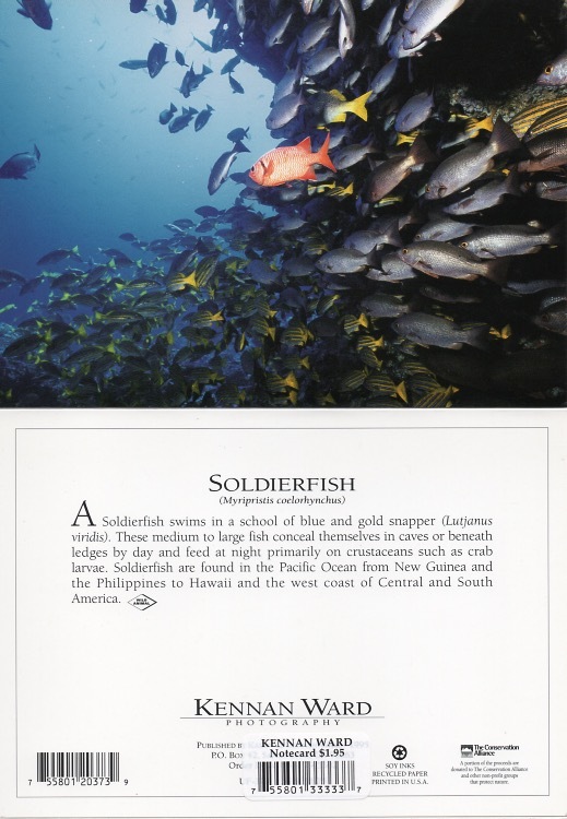 373 Soldierfish