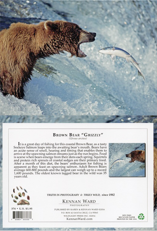 374 Grizzly Bear Salmon
