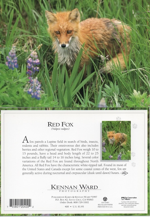 400 Red Fox