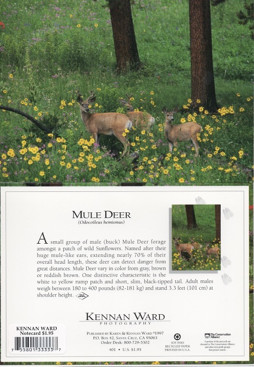 401 Mule Deer