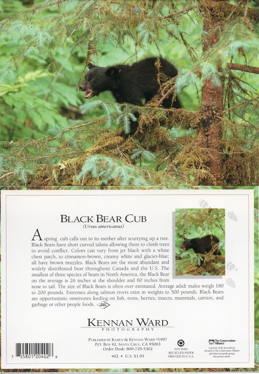 402 Black Bear Cub