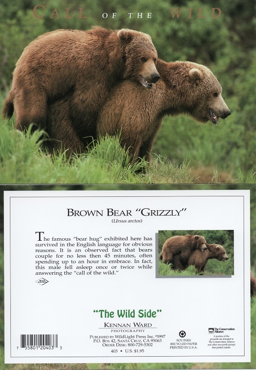 403 Brown Bear Grizzly Cw