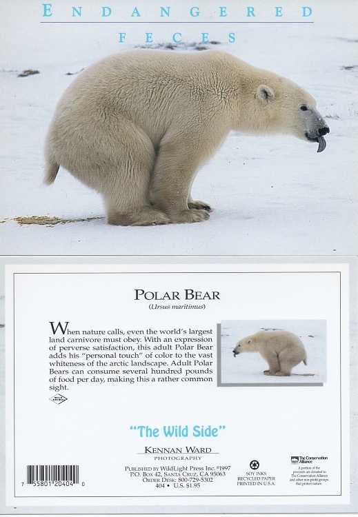404 Polar Bear Ef