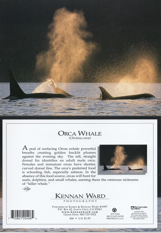 406 Orca Whale
