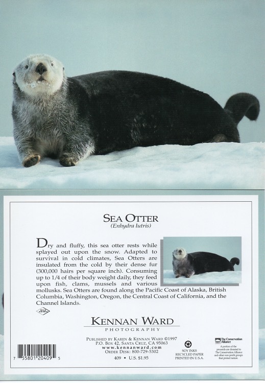 409 Sea Otter