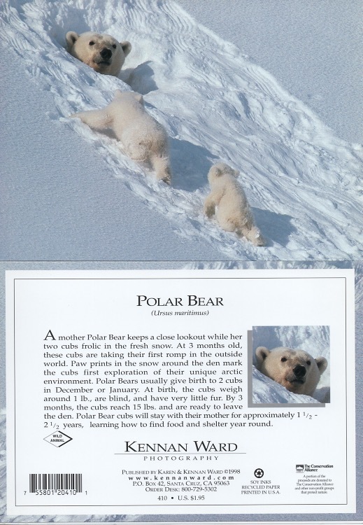 410 Polar Bear Den
