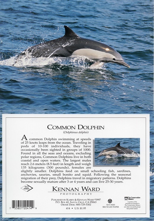 414 Common Dolphin
