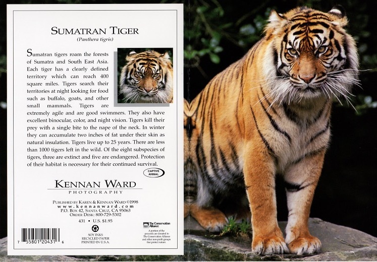 431 Sumatran Tiger
