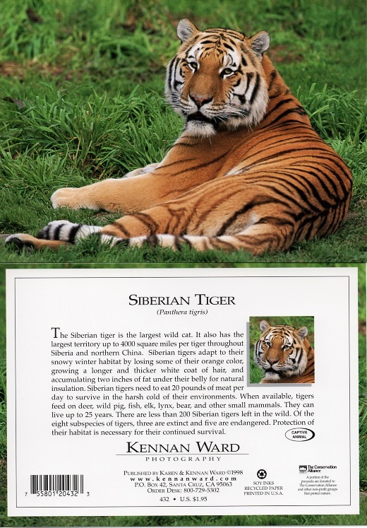 432 Siberian Tiger