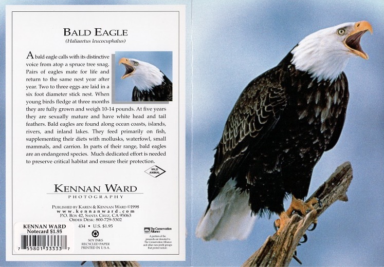 434 Bald Eagle