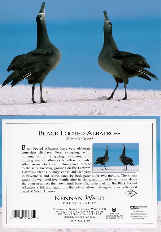 436 Black Footed Albatross