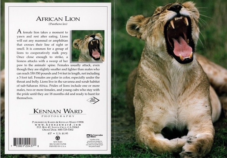 437 African Lion