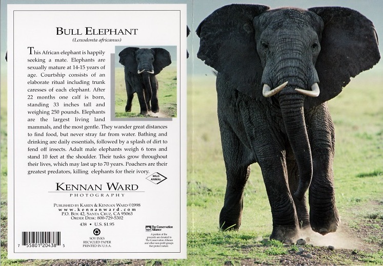 438 Bull Elephant