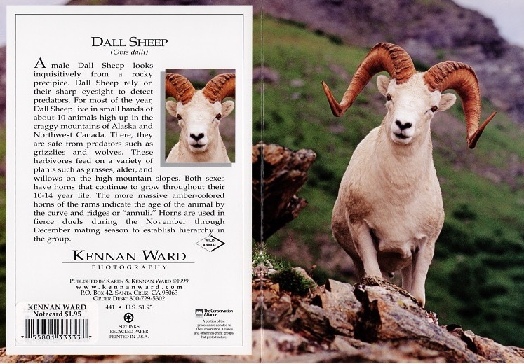 441 Dall Sheep