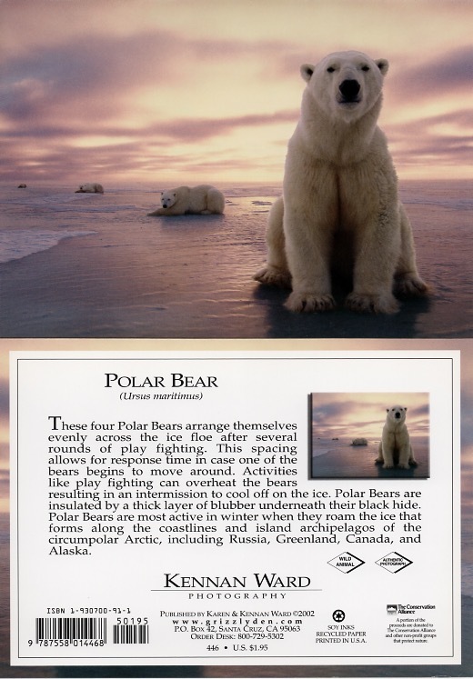 446 Polar Bear Line Up