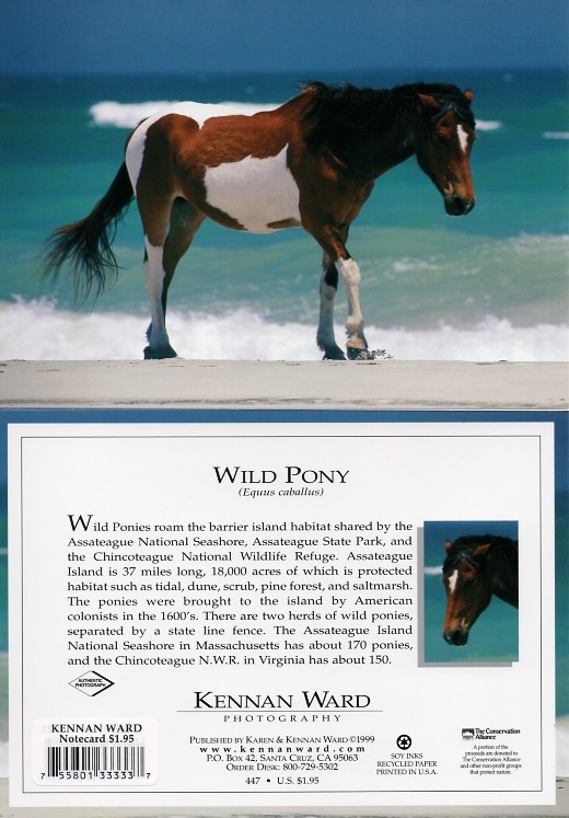 447 Wild Pony