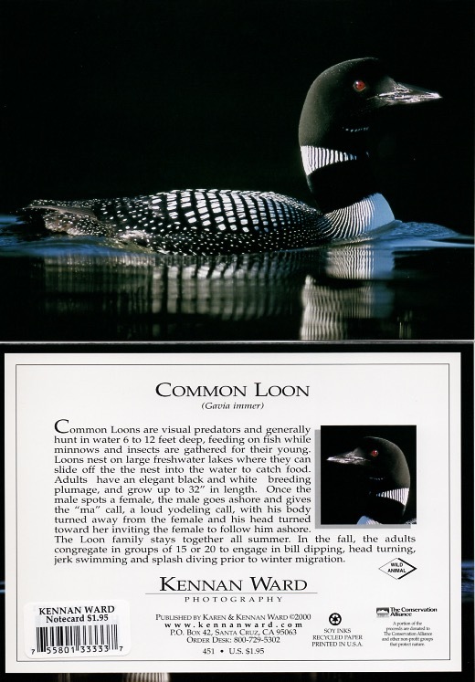 451 Common Loon