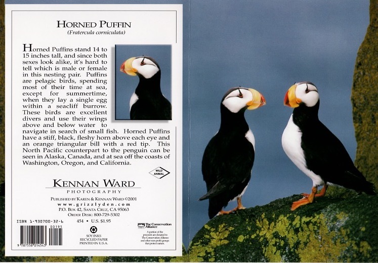 454 Horned Puffin
