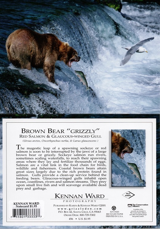 456 Brown Bear Grizzly