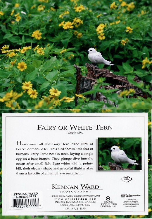 457 Fairy White Tern